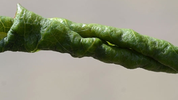 Rosenblattrollwespe