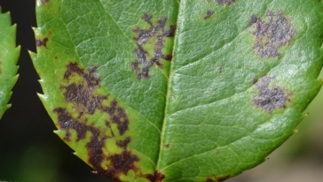 Sternrusstau