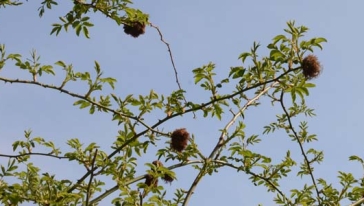 Rosengallwespe