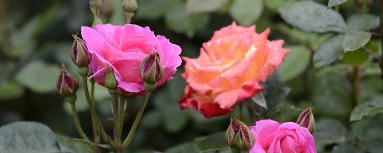 Krankheiten und Schädlinge der Rose